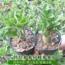 沙漠玫瑰盆栽重瓣四季开花好养老桩室内多色阳台花卉绿植多肉易活