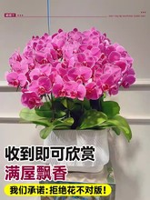 �����m���玧���������������m������͏d�҃�ֲ�ﻨ���ļ����B��