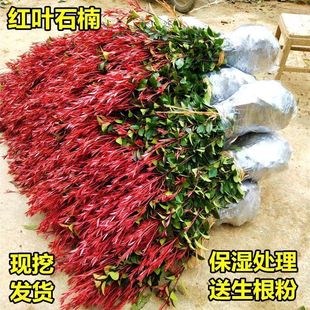 Seedling Courtyard Robin Photinia fraseri Evergreen Greening Seedlings Red Stone Orchid Fence Seedlings Greening Seedlings