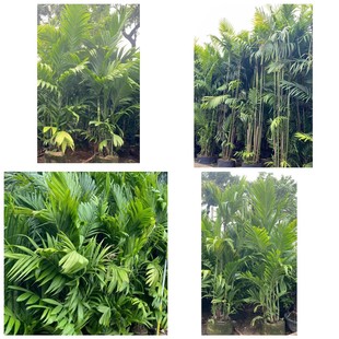 Base Wholesale Three Medicine Betel Nut Building Park Greening Tropical Plant
