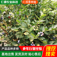 蓝莓苗零售 蓝莓苗盆栽南北方四季阳台水果树苗种植庭院蓝莓果苗
