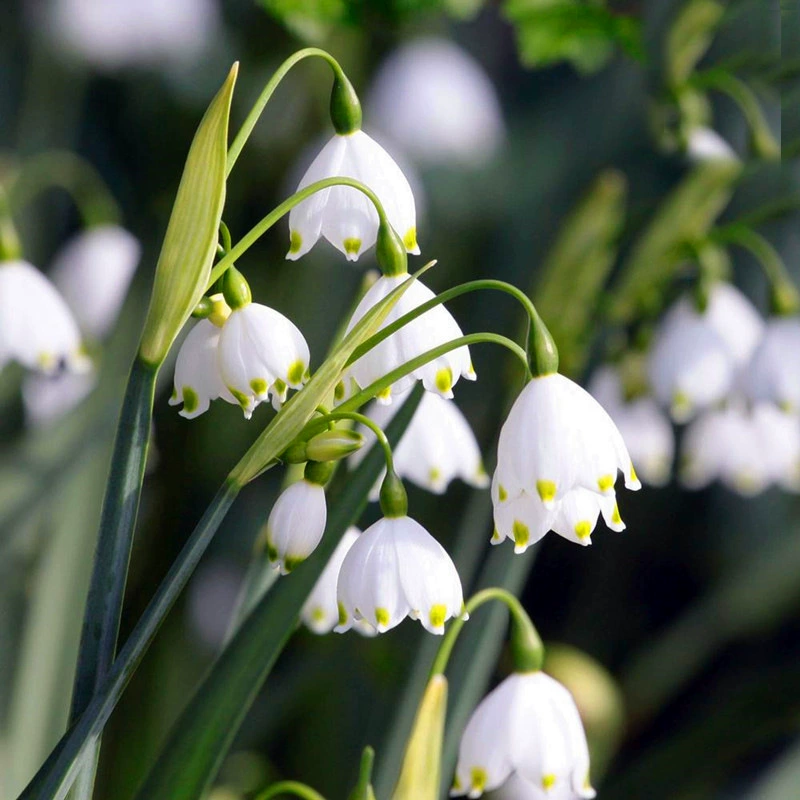 Лампа снежного лотоса в наличии, импортная лампа для двора, балкона, комнатные снежные капли в горшках, морозостойкая полутеневая многолетняя луковица