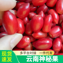 现摘新鲜神秘果鲜果酸变甜变味果 蜜拉圣果 神奇改变味觉果干新鲜