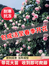 ��1��6���硿�Nޱ�����ٱ��¼��ش�����ֲ���ļ���������õ�廨