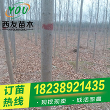 白蜡树苗批发 直径8-10-12-15公分绿化老白蜡供应 河南速生白蜡树