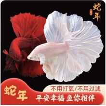 (�𱬿�)̩��С�Ͱ��»�ɴ�����ͻ��ǹ�������Ů��������ˮ����