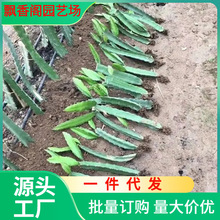 红心火龙果树苗家庭阳台庭院四季南北种植盆栽水果种苗当年结果