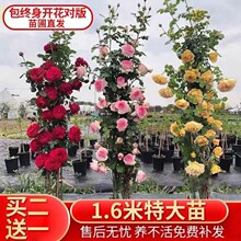 �I2��1�����¼��Nޱ�������Ի����ļ��_õ��ͥԺ�ٱ�ֲ���̨С��