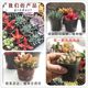 q fleshy plants mixed whole box wholesale color LCL with basin delivery stall DIY fleshy flowers hand gifts