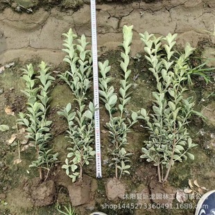 Phnom Penh Dongqing Seedlings, Street Greening, Ligustrum Cup Seedlings, Complete Specifications, Phnom Penh Boxwood Seedlings