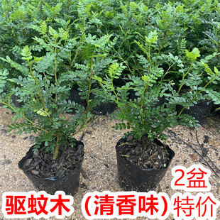 Fragrant Pepper Wood Potted Plant Anti-Mosquito Repellent Plant Indoor All Year Round Easy to Grow Small Green Plant Bonsai Living Room Purifies the Air