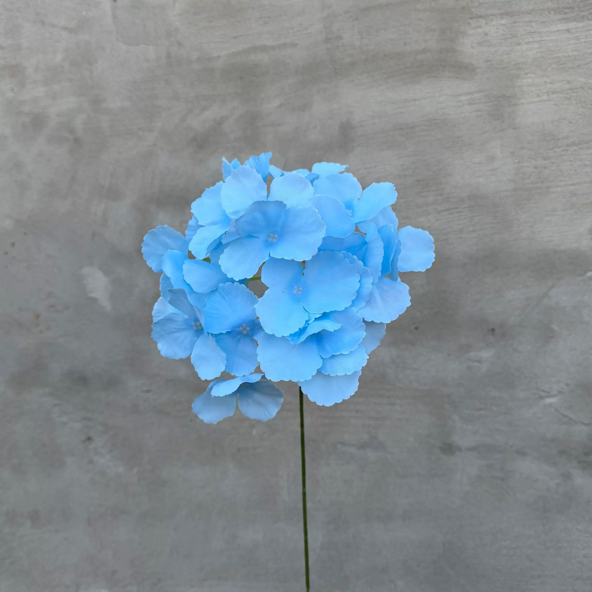 Hortênsia única azul claro
