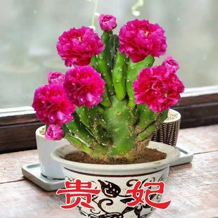 ����ֲ����Ʒ������������󻨝����ļ��_���҃������ͺ��͟�Gֲ