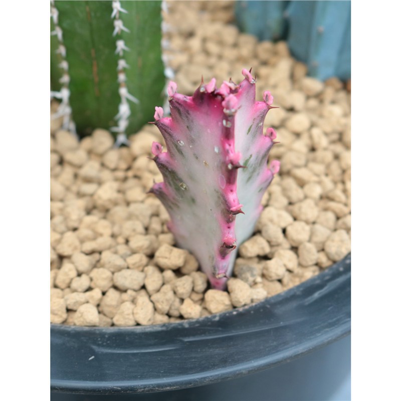 仙人柱合集组合量天尺 龙神木 蓝衣柱仙人掌多肉植物办公室小盆栽