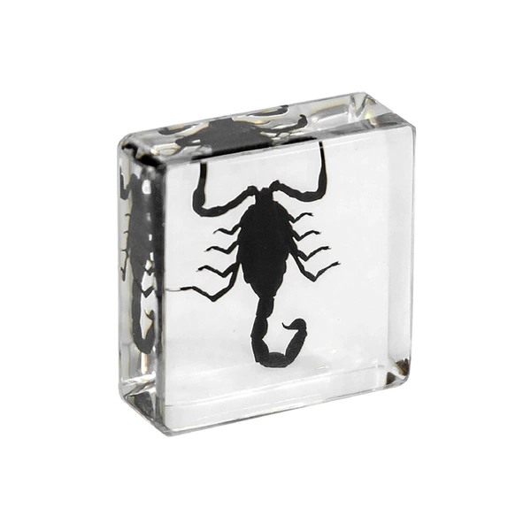 3.8cm small square black scorpion