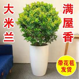 香水米兰花苗盆栽带花室内花卉绿植阳台庭院四季开花浓香驱蚊植物