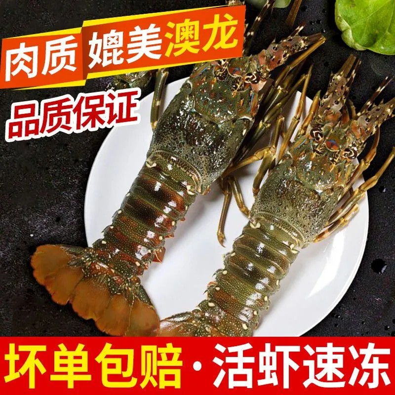 Fresh Small Green Dragon Lobsters, Fresh Frozen Extra-Large Australian Lobsters, Fresh Large Lobsters, Australian Extra-Large Lobsters, Seafood Products Fresh Small Green Dragon Lobsters, Fresh Frozen Extra-Large Australian Lobsters, Fresh Large Lobsters, Australian Extra-Large Lobsters, Seafood Products
