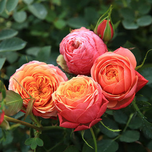 һ�����lâ�������¼��������̨΢���¼�õ���绨�ܾGֲ�����ļ�