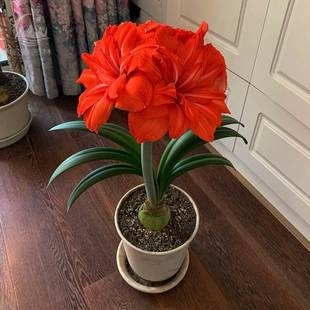 Amaryllis Bulbs, Indoor and Outdoor Garden Ornamental Florals, Good for All Seasons, Plants, Balcony Potted Plants, Cold-Resistant Flower Seeds