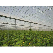 西红柿牵引拉蔓蔬菜种植吊蔓线黄瓜爬藤植物绳 番茄落秧挂钩