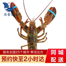 乐食港鲜活波士顿大龙虾活虾海鲜水产加拿大波龙 480-580g（0.9-1