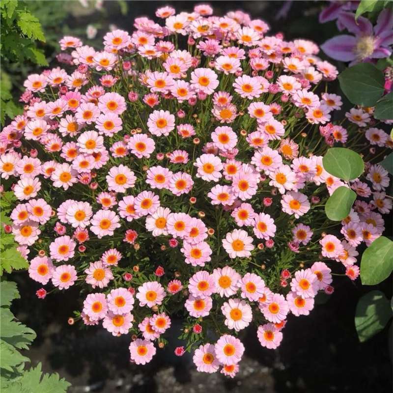Semillas de margarita, semillas de margarita, perennes, nuevos tipos de flores de balcón interior, jardín