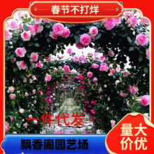 һlͺļNޱٱ¼󻨝ͥԺֲﻨ