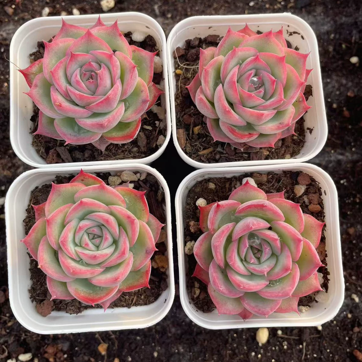 Силуэт мясистого растения Луна с ярко-красным краем