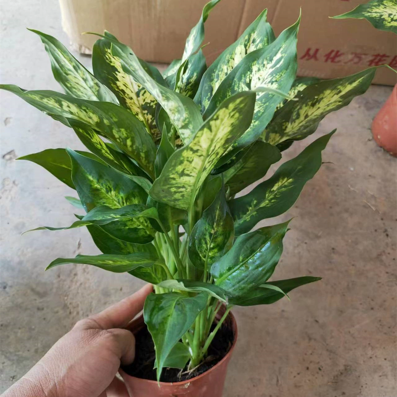 110 # Цветок и лист вечнозеленая Зебра вечнозеленая цветочная и листовая Серебряная королева в помещении Гостиная Офис очищает воздух