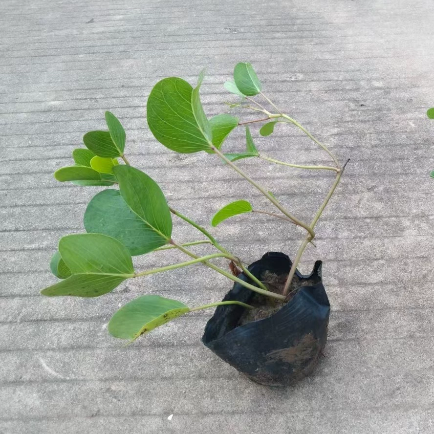 Рассада в горшках из ротанга устойчива к щелочам, легко выживает и легко размножается. Основание прямое и легко кормить. Толстые ротанговые рассадные чашки для зелени болот.