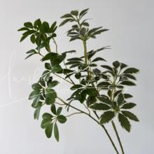 ����Gֲ���_ľ�٘�֦����ľ��c�廨�Ҿ��̈����⻨ˇ�b羳