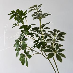 ����Gֲ���_ľ�٘�֦����ľ��c�廨�Ҿ��̈����⻨ˇ�b羳