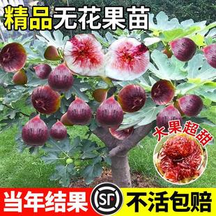 �����t���R˹�o���������������ϱ����ļ��Nֲ�ͺ����Ԏ����Ϙ�