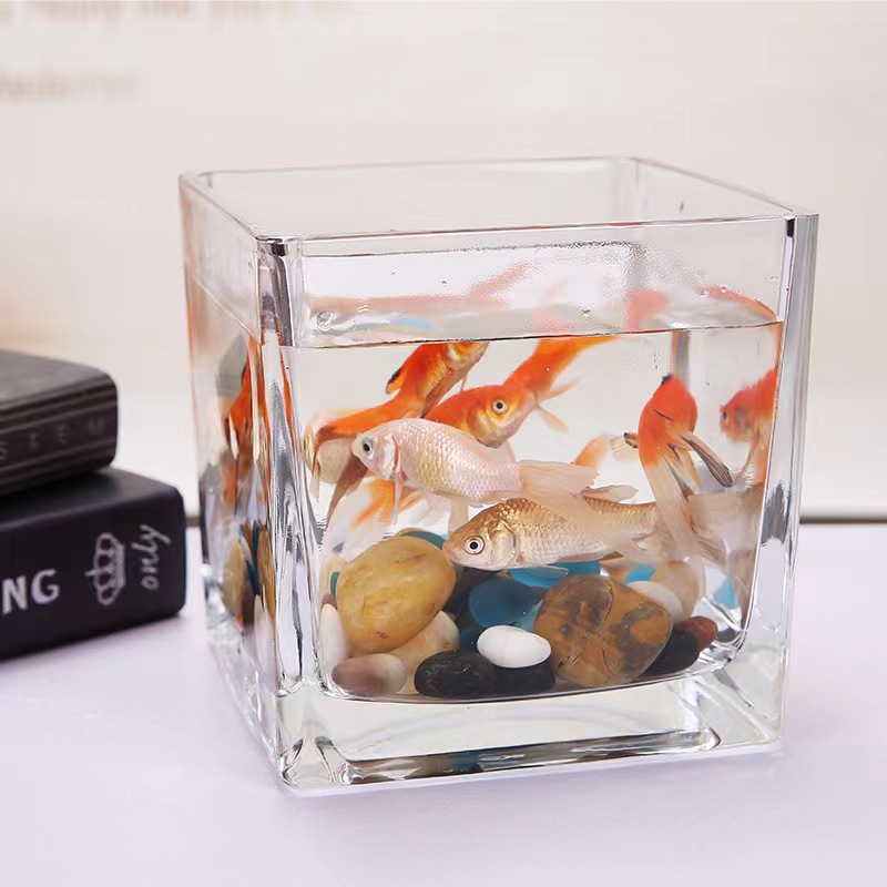 Minimalist Thick Square Hydroponic Glass Planter Transparent Square Steel Water Planting Lucky Bamboo Water Lilies Copper Grass Glass Fish Tank