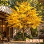 仿真酒店商场金色银杏树