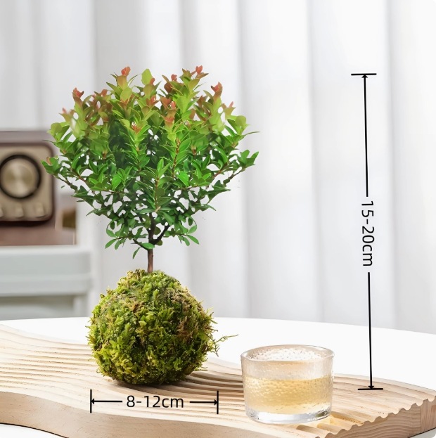 Musgo bola de junio nieve bonsai planta hidropónica acantilado modelado mini micro paisaje plantación verde de mesa interior pequeña maceta image 15