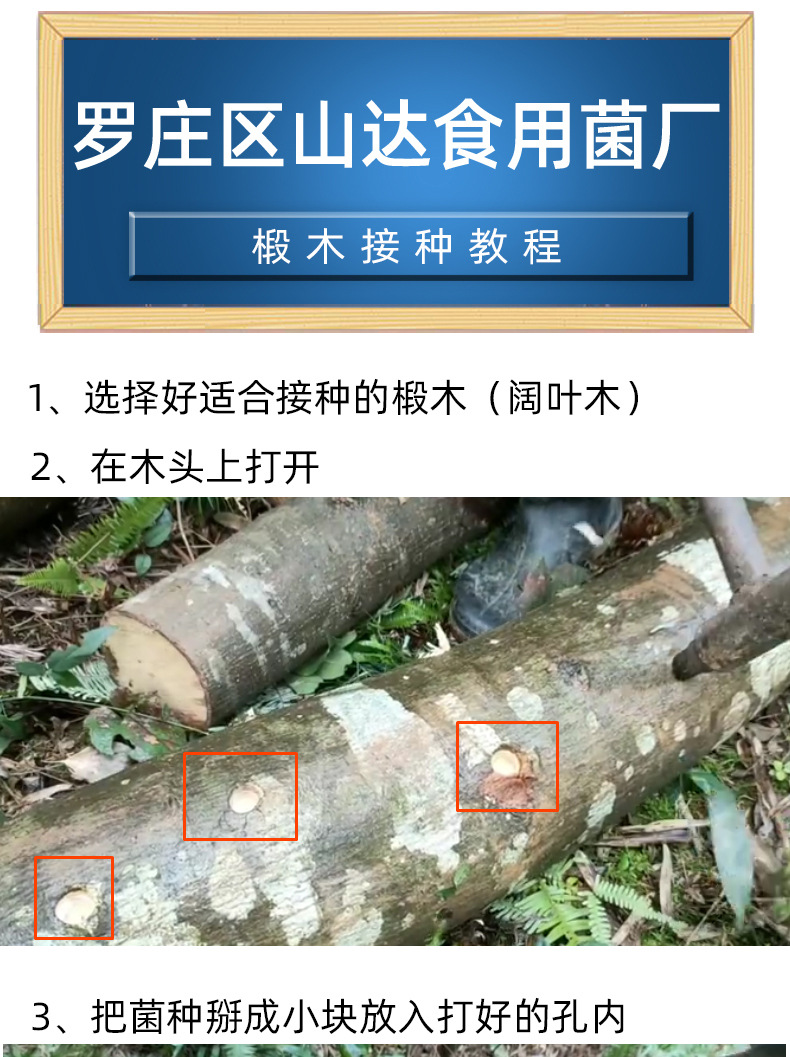 椴木菌种详情_03_01.jpg