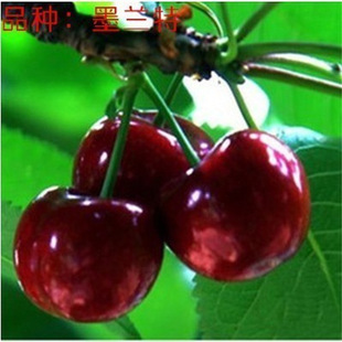 �����m�����۝����Ҙ���޽�܇������ͥԺ���Ա��Ϸ��N�������