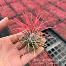 �՚��P��ֲ������횼t���`�������S���`�Gֲ���ܟo�����˺��B�׻�