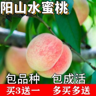 �ɽˮ�������ϱ������ԷNֲ�ش��Ҙ�������Լ޽ӻ��箔��Y��