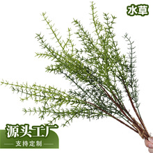 ���Ʒ���ˮ�ݾGֲ������滨����������z�ݲ���ľGֲ�b�ˮ��