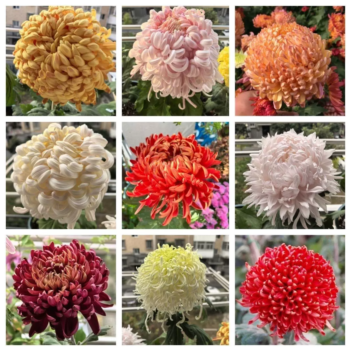 菊花混色小苗九月开花室内外阳台庭院耐寒好养菊花盆栽地栽绿植