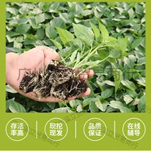 �ļ��������������콷�߲ʽ�΢����Ƥ���߮a�������������߲�����