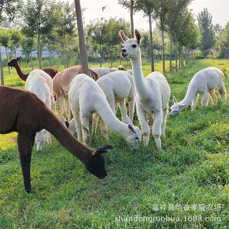 羊驼 (62).jpg