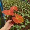 [Direct supply of the base] Net Red -green potted potted flower home flowers 110#Red Golden Chanchen Leaf Taro