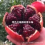突尼斯无籽特大盆栽树苗