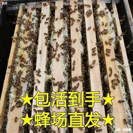 中蜂中华活体蜂群活蜜蜂群群出售带子脾 整箱土蜂种群蜂包邮笼子