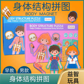 儿童认知男女孩人体身体结构拼图器官图片幼儿园教具早教益智玩具
