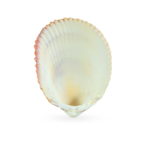 Fuhai/Big Lion Shell, Smooth Rib, Clam Flower, Lion Shell, Home Decoration Crafts, Shell Raw Materials Wholesale