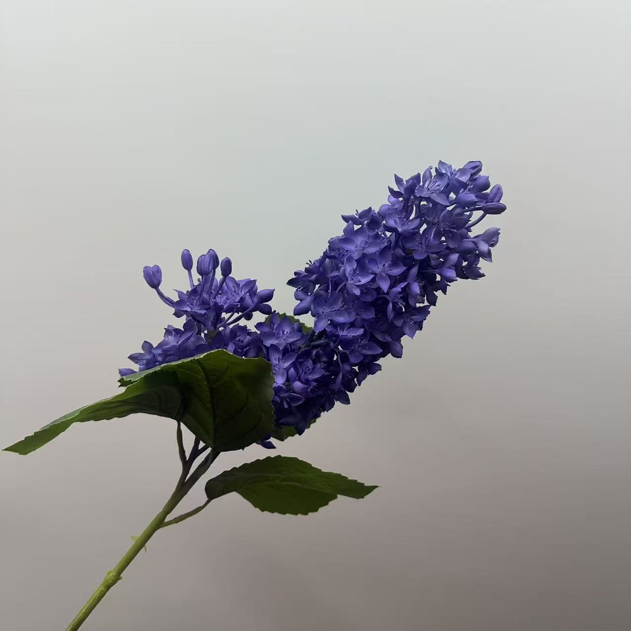 라일락 3